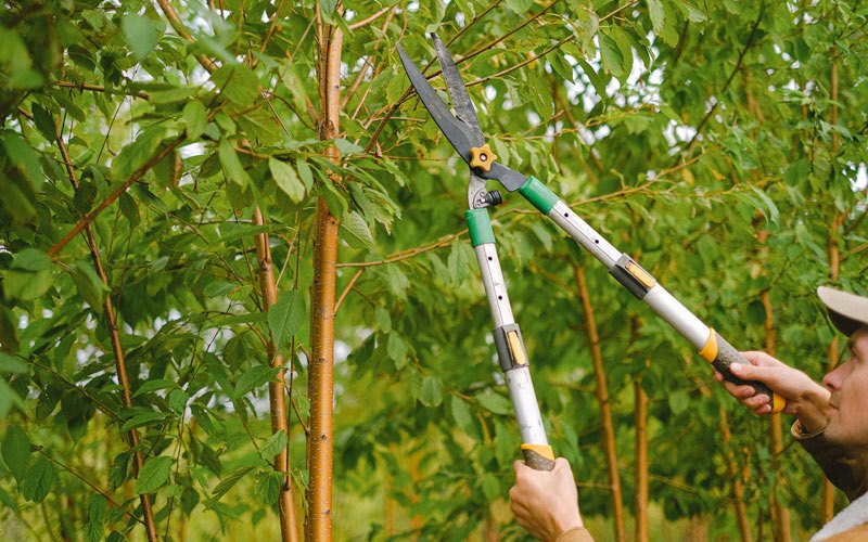 Tree trimming in La Canada Flintridge, CA